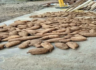 Kantola Roots Available