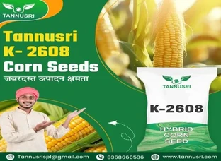 Tannusri K-2608 Corn Seeds