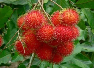 Rambutan Fruit Plant