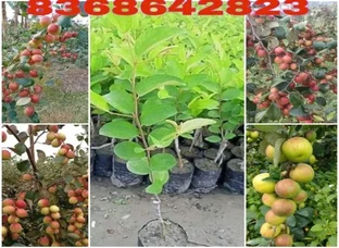 Apple Ber Plant Available