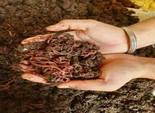 केचुवा उपलब्ध हैं | Earthworms