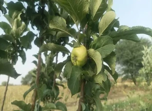 100% granted hot climate apple plants