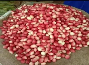 Natural karvanda plants available