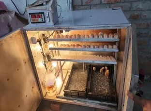 Egg Hatching Machine's Manufacturing