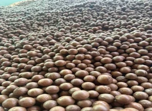 Macadamia seeds and plants available