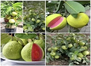 Red Guava Plants Available