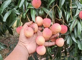 Bombay Litchi Plant