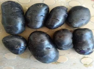 Black potato seed available