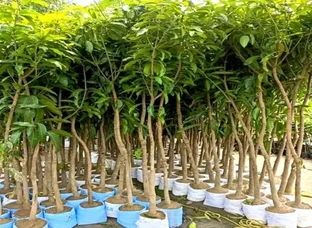 Miyazaki mango plant
