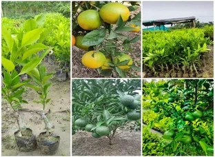 Malta musombi plant available