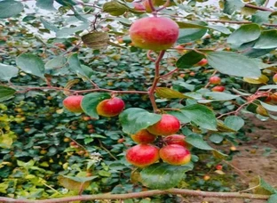 MISS INDIA APPLE BEAR PLANT / RED APPLE BEAR PLANT AVAILABLE