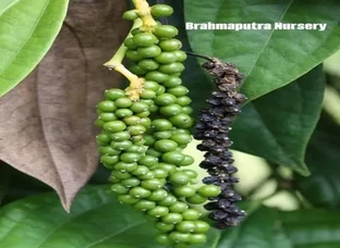 Black Pepper Plants