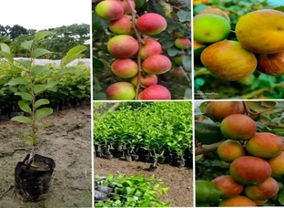 BOLL SONDORI RED APPLE BER PLANT AVAILABLE