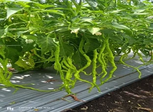 Long chilli seed (1 feet) long chilli seed