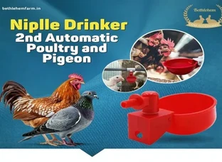 Chicken Drinking Cup On Barrel Chicken Feeder and Drinker Auto Refill Water