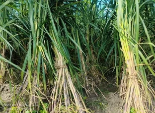 New varieties of sugarcane available