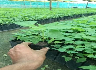 Papaya plants are available