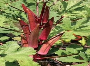 Red lady finger seed