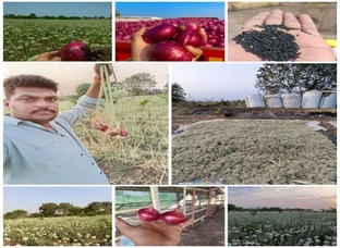 onion seeds planted in rainy season and onion seeds planted in summer season