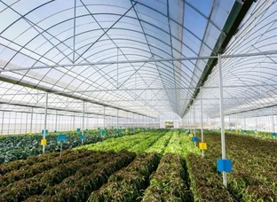 Dream of installing new polyhouse, net house fulfilled