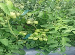 F1 HYBRID TOMATO 11:11 - High yield capacity, good for rainy season.
