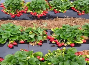 Strawberry Plant Available
