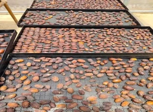 Most Powerful Dates (Dates) Natural Medzool Dates