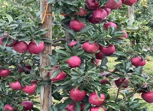 Apple Seeds/Plant Available