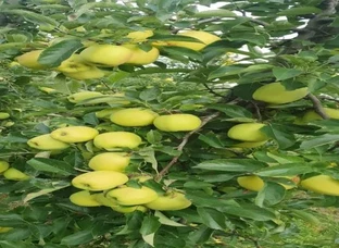 Hot climate apple plant available