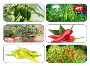 6 Different varieties (Chilli Seeds)