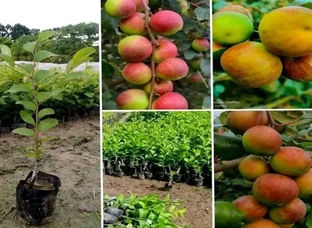 Kashmiri Red Apple Ber