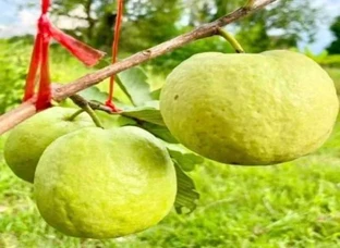 Red diamond Guava plant available