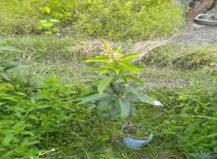 Twelve Months Mango Plant