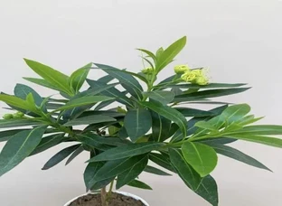 fast Love plant available