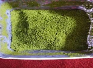Fresh moringa in bulk