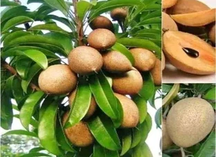 Chiku Plant