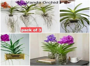 Vanda Orchid Plant Available