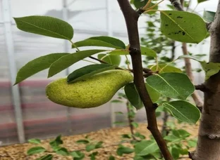 Pear Plants Available