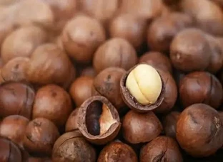 Macadamia nut plants