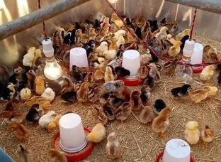 All kinds of puppies are supplied at our farm at wholesale prices