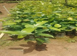 Variety of Dalchini plants available