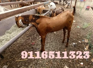 सिरोही और गुजरी नस्ल के फार्मिंग के लिए बकरिया और बकरे