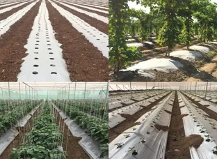 Durvankur's 3 Layer UV Stabilize Premium Mulching Film