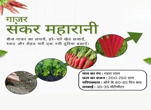 खेती का नया दौर: गाजर सकर महारानी!