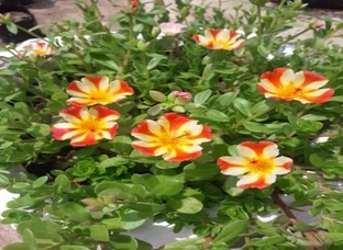 Purtolaca/Purslane/ Cinderella  Cutting available
