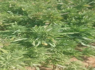 गुच्छे बाली सरसो का बीज उपलब्ध है
