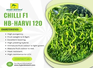 Green Chilli Seeds - CHILLI F1 HB-HARVI 120