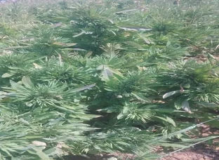 गुच्छे बाली सरसो का बीज उपलब्ध है