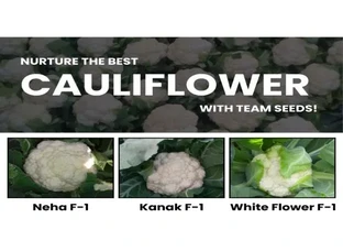 Cauliflower Seeds - Top-notch varieties are here