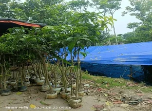 Mango plant